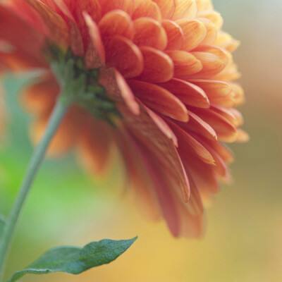 朵拉失落的情书